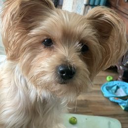 Amy - Yorkshire Terrier