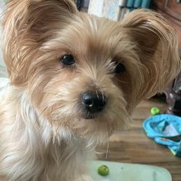 Amy - Yorkshire Terrier