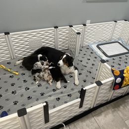 Australian Shepherd Puppies from Happily Ever Australian Shepherds