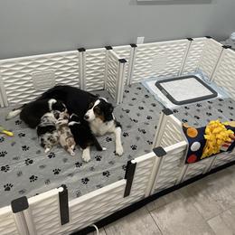 Australian Shepherd Puppies from Happily Ever Australian Shepherds