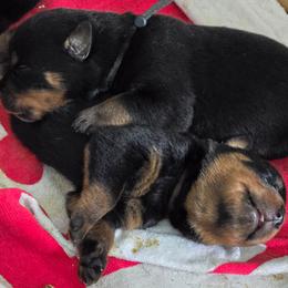 Male beautiful - Black and mahogany male Rottweiler puppy in Live Oak, Florida from K&R RANCH KENNELS