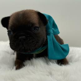 Ember - Fawn female French Bulldog puppy in Largo, Florida from Big Daddy Frenchies
