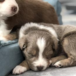 Miniature Australian Shepherd Puppies from Bear Pond Aussies