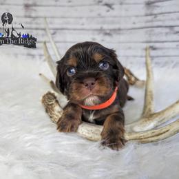 Cavalier King Charles Spaniel and Companion Cross Puppies from Pups on the Ridge