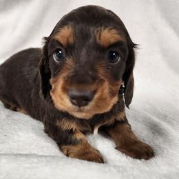 Keeper Girl - Chocolate and tan female Dachshund puppy in Anaconda, Montana from Williams Family Dachshunds