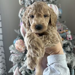 Rolls - Apricot male Goldendoodle puppy in Smithfield, Kentucky from KBK9 Kennels