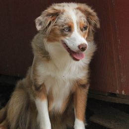 Gretchen - Toy Australian Shepherd