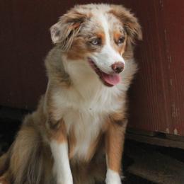 Gretchen - Toy Australian Shepherd
