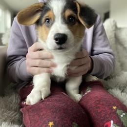 Pembroke Welsh Corgi Puppies from 777 Corgis