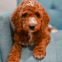 Aussiedoodle, Bernedoodle, Goldendoodle, and Irish Doodle Puppies from Sun Valley Goldendoodles