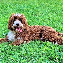 Beckley - Australian Labradoodle