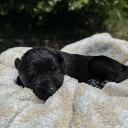 Azalea - Black female German Shepherd puppy in Salem, Virginia from Vom Kylohaus German Shepherds