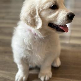 Golden Retriever and Labrador Retriever Puppies from Golden Bundles