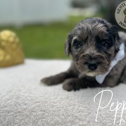 Assorted Doodle Crosses and Bernedoodle Puppies from Gentle Giants Doodle Co.