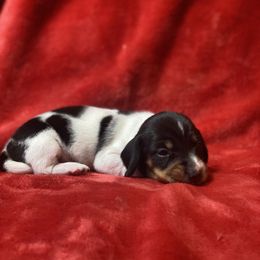 Dolly - Piebald female Dachshund puppy in Richmond, Virginia from Paw Prints