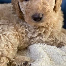 Labradoodles from Lavender Doodles
