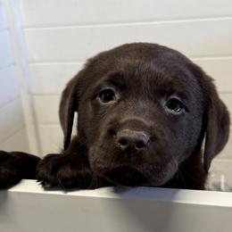 Bloomer - Chocolate female Labrador Retriever puppy in Silver Springs, New York from Humehill