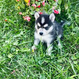 Pandora - Tri-color female Pomsky puppy in Burton, Michigan from Snow Shark Pomskys