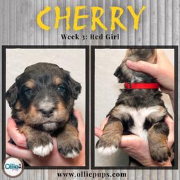 Cherry - Phantom female Bernedoodle puppy in Boiling Springs, South Carolina from OlliePups, LLC