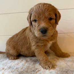 Army Green Boy - Apricot male Goldendoodle puppy in San Augustine, Texas from Vintage Doodles