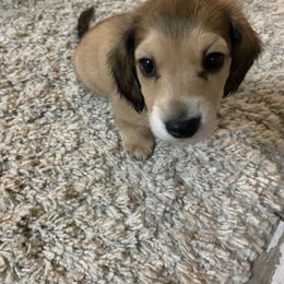Dachshund Puppies from Sugar Creek Mini Doxies