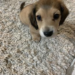 Dachshund Puppies from Sugar Creek Mini Doxies