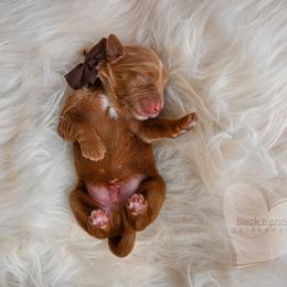 Brown - Red  male Goldendoodle puppy in Platteville, Wisconsin from Beck Kennel