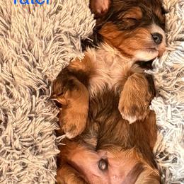 Tater - Red phantom male Aussiedoodle puppy in Fredonia, Pennsylvania from Drew’s Aussies & Doodles