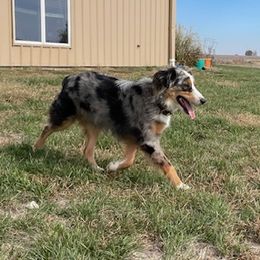 Mesa - Australian Shepherd