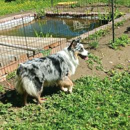 Panda - Blue merle female Australian Shepherd puppy in Sultan, Washington from Van Huitt Australian Shepherds