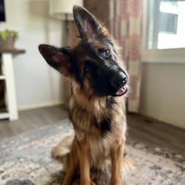German Shepherds from Mächtiger Barkerheim