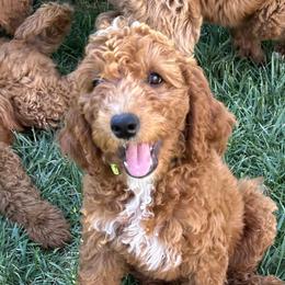 Goldendoodles from Pomegranate Doodles