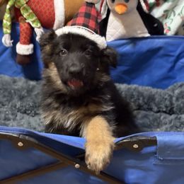 Orange - German Shepherd puppy from Cottonwood Kennel