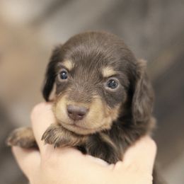 Zoro - Chocolate and cream male Dachshund puppy in Alto, Texas from Prima Dachshunds