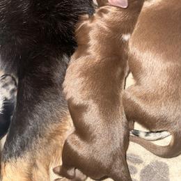 Topper - Red tri male Miniature Australian Shepherd puppy in Asheboro, North Carolina from Stellar Aussies
