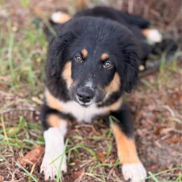 Red - Black tri male Miniature Australian Shepherd puppy in 32046, Florida from River Hill Ranch