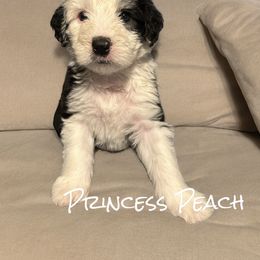 Old English Sheepdog Puppies from Midwest Puppy Paws