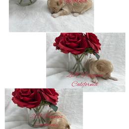 Boy 1 - Apricot male Maltipoo puppy in Denair, California from 209PuppiesCaliforniaMaltipoo