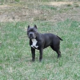 American Bully Puppies from Night Court Bullies