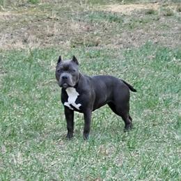American Bully Puppies from Night Court Bullies