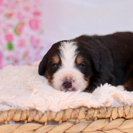 Cedar - Tri-color male Bernese Mountain Dog puppy in Williamston, South Carolina from Dutton Dog Co & Dalla Grazia Doberman