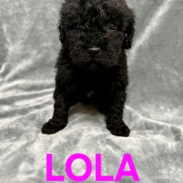 Lola - Black female Goldendoodle puppy in Fairfield, Ohio from McMoniDoodles