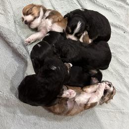 Havanese Puppies from Jodi Welscott