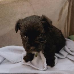 Green collar (Little man) - Black male Miniature Schnauzer puppy in Hiddenite, North Carolina from Beyond Blessed Pawz