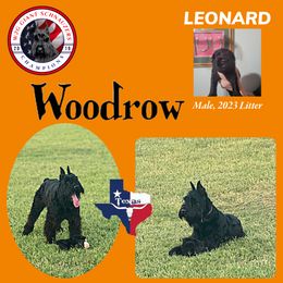 Giant Schnauzer Puppies from W2G Giant Schnauzers