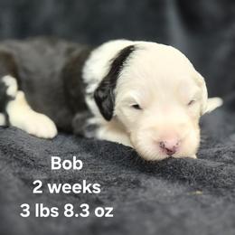 Bob - Gray and white male Old English Sheepdog puppy in Sutherlin, Oregon from Sapphire Eyes Sheepdogs