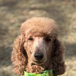 Reya - Poodle
