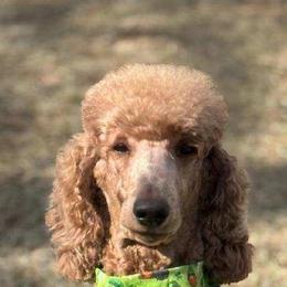 Reya - Poodle
