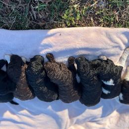 Goldendoodle Puppies from Harrington Doodles