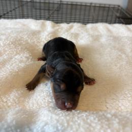 Willa - Blue and gold female Yorkshire Terrier puppy in Brandenburg, Kentucky from Lil Amazing Paws Yorkshire Terriers
